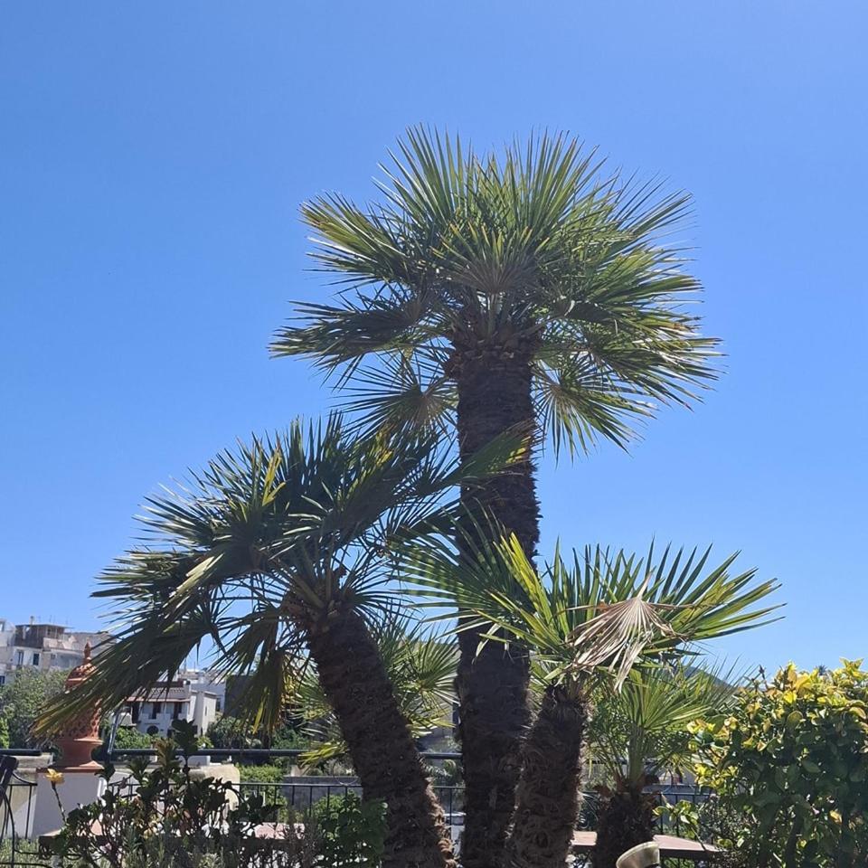 Hotel Villa Verde Forio di Ischia Buitenkant foto